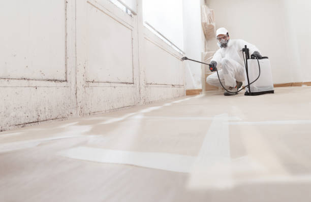 Black mold remediation team in Preston