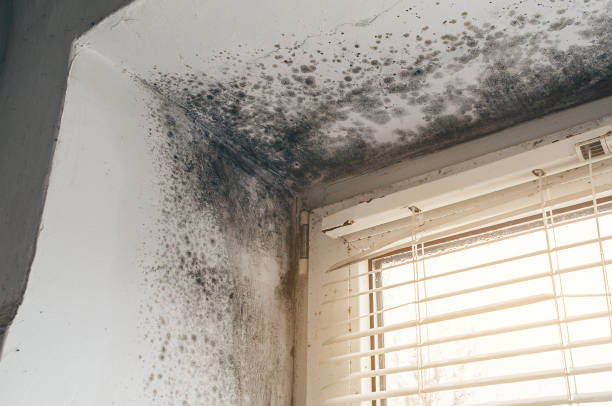 Mold Removal service in Preston